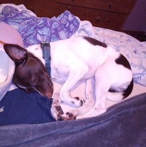 Meet your Posher, Lacy